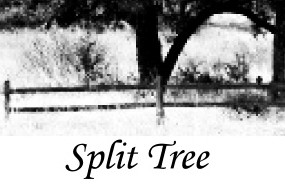 split-tree.com
